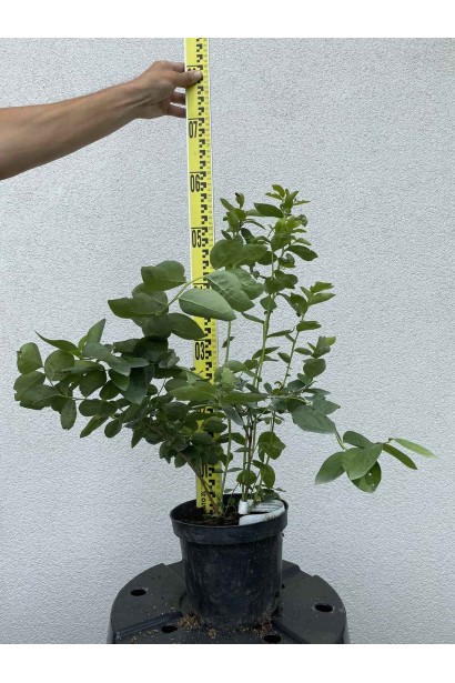 Голубика высокорослая Чандлер - 3л/вис.50-70см/Ø30-40см